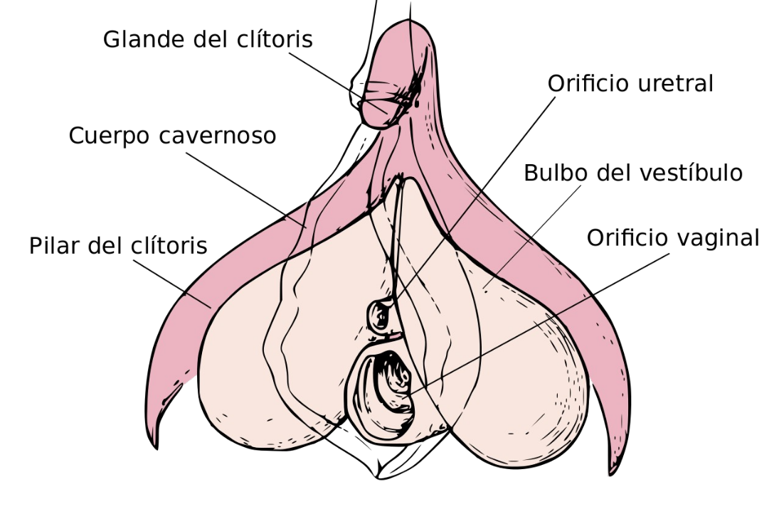 AnatomiaClitoral.png