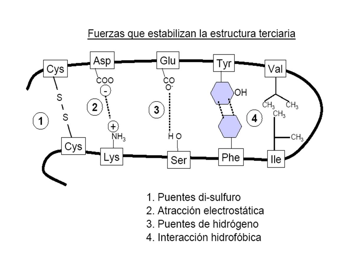 InteraccionesIntramoleculares.jpg