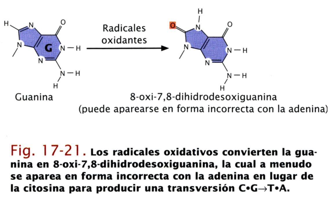 OxidacionPorROS.png