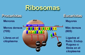 Ribosoma.jpg