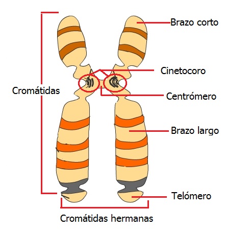 cromosoma.jpg