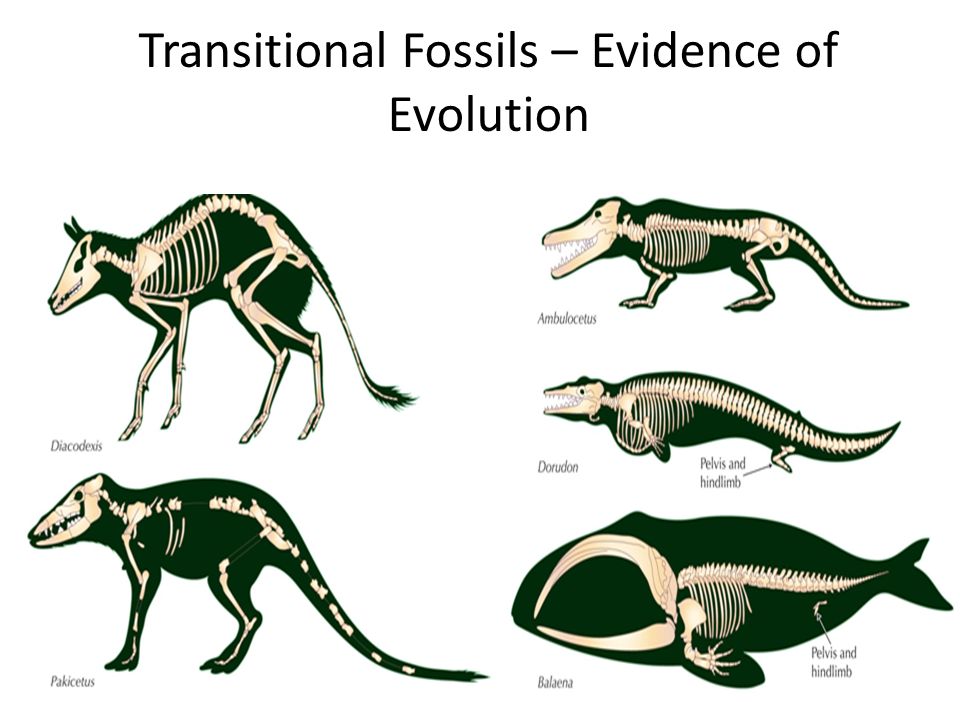 evolucion-fosil.jpg