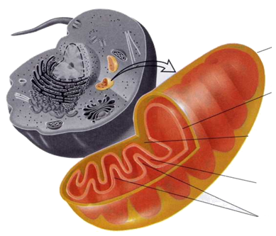 mitocondria.png