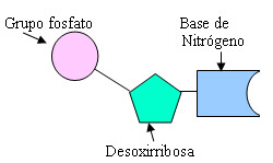 nucleotido.jpg