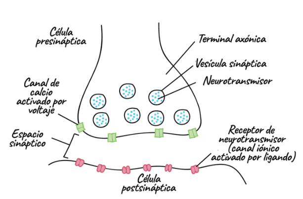 sinapsisQuimica1.png