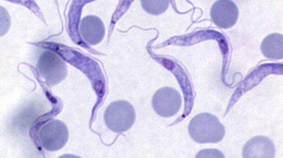 trypanosoma.png